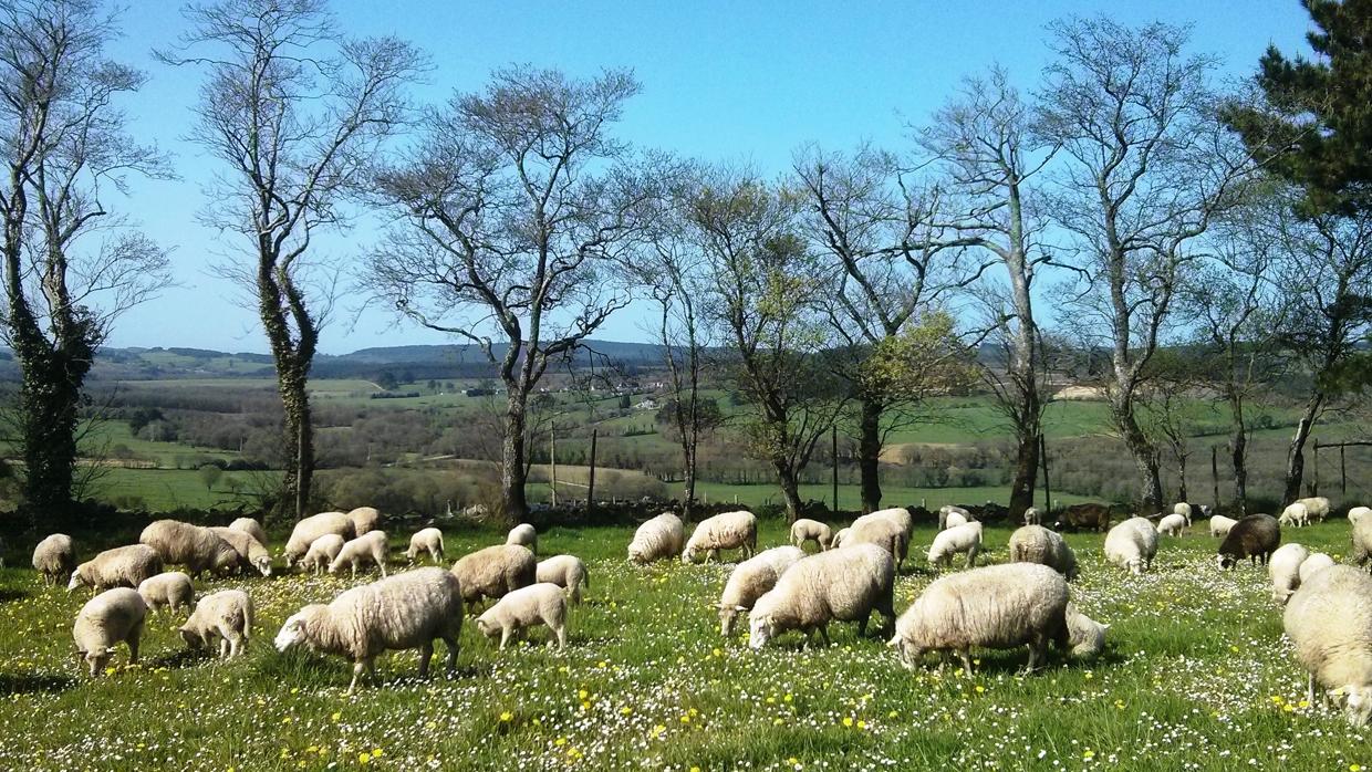 Un rebaño de ovejas pasta en una finca acotada por árboles