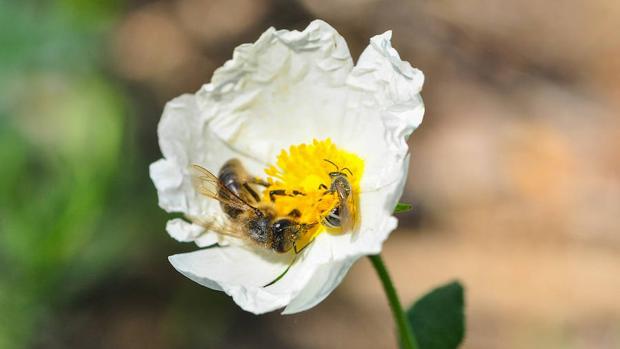 Las abejas de la miel compiten con las salvajes por el mismo hábitat