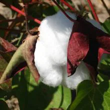 España produce el 21% del algodón de la UE