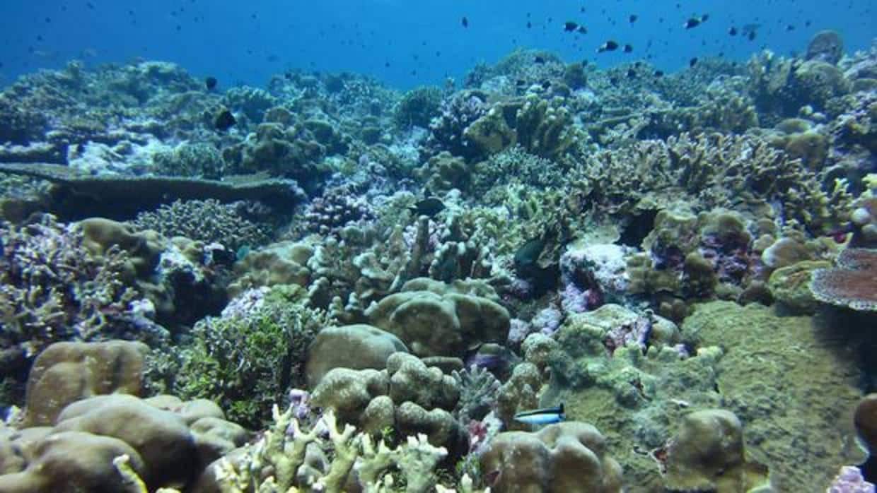 La reducción del pH en aguas profundas cambiará en 30 años sus condiciones ambientales.
