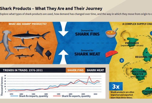 Infografía sobre los productos de tiburón que se comercializan