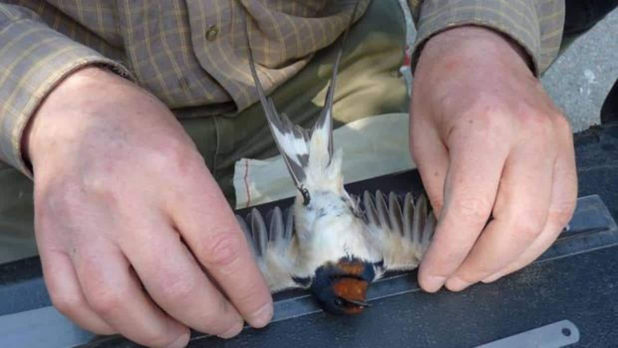 Los últimos temporales retrasan la llegada de las golondrinas y atraen “aves raras” a España