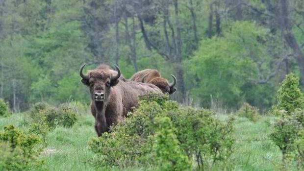 La tala del bosque de Bialowieza vulnera las normas medioambientales europeas