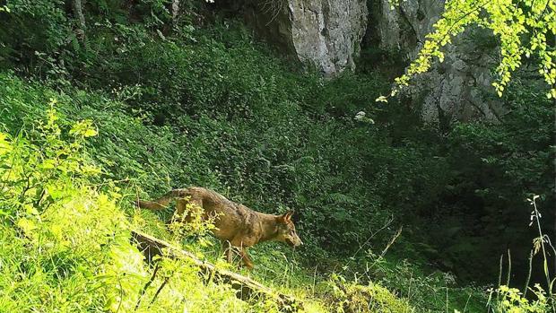 La pérdida de biodiversidad aumenta el riesgo de «extinciones en cascada»