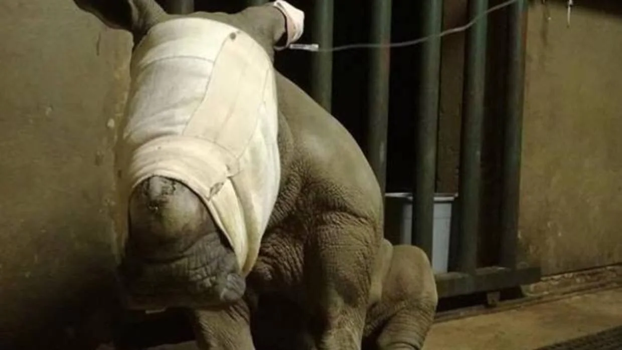 Una cría de rinoceronte intenta desesperadamente alimentarse de su madre muerta, abatida por furtivos