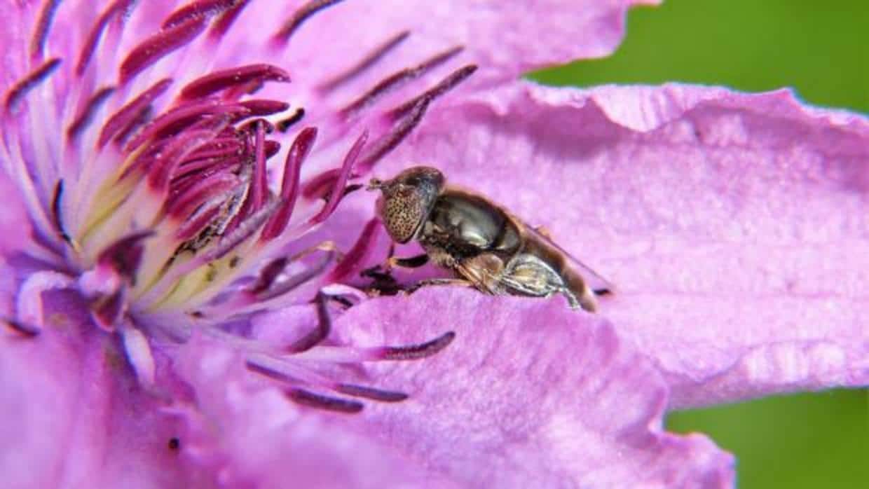 Un sistema de análisis detecta pesticidas en el polen recolectado por las abejas