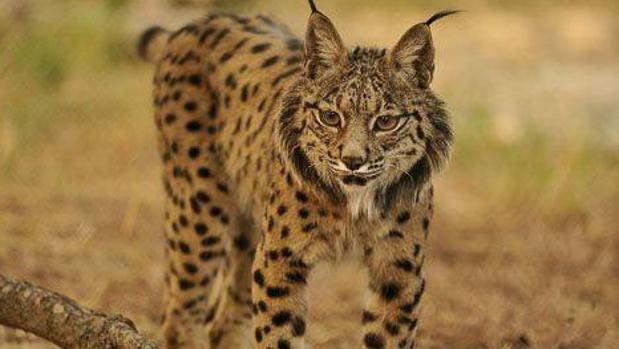 Las sueltas de linces ofrecen una imagen engañosa de la especie en Castilla-La Mancha