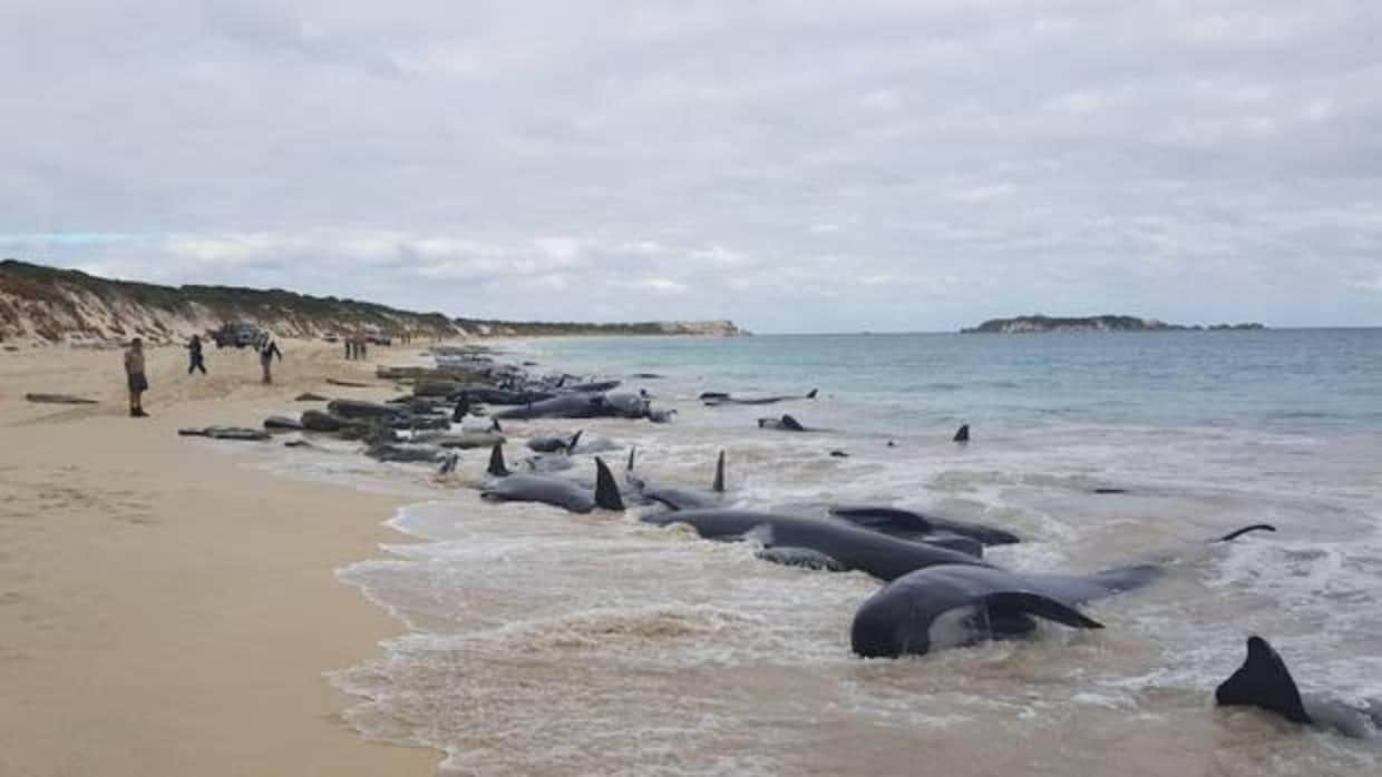 Más de 150 ballenas varan en una playa de Australia