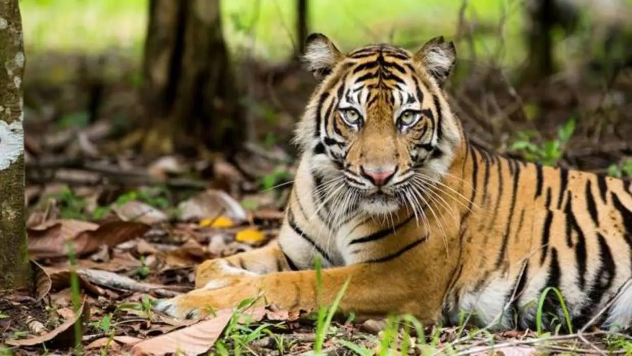 «Bonita», un tigre acechado por aldeanos de Indonesia tras matar a dos personas