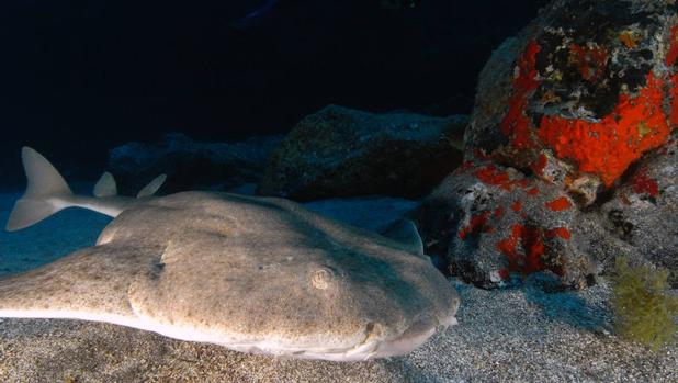 Un proyecto velará por la supervivencia del angelote en las turísticas aguas de Canarias