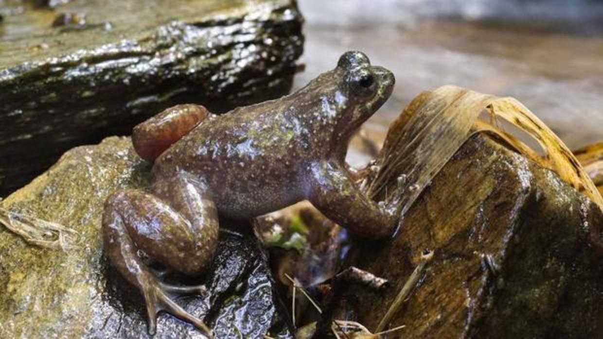 Uno de los anfibios más raros del mundo se aferra a la vida en solo 10 kilómetros cuadrados de bosque en Chile