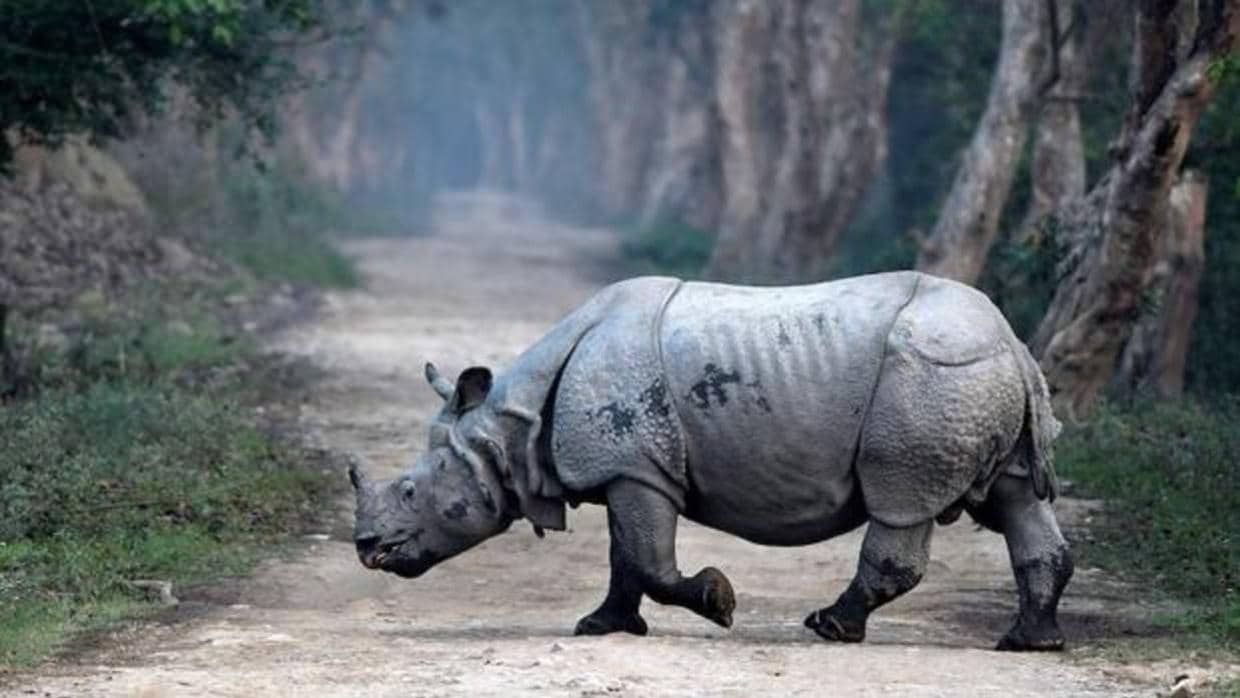 India mantiene una saludable población de rinocerontes