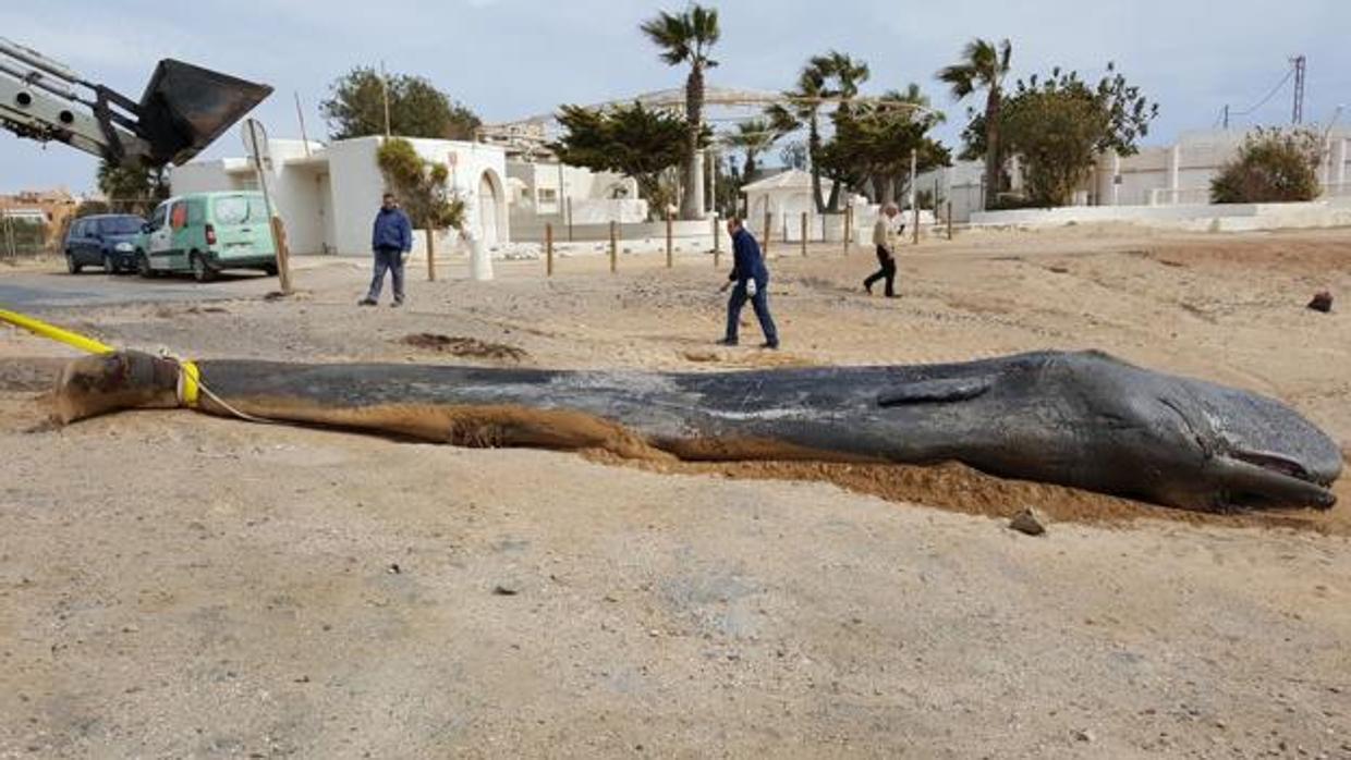 Una indigestión de 29 kilos de plástico mató a un cachalote en Cabo de Palos