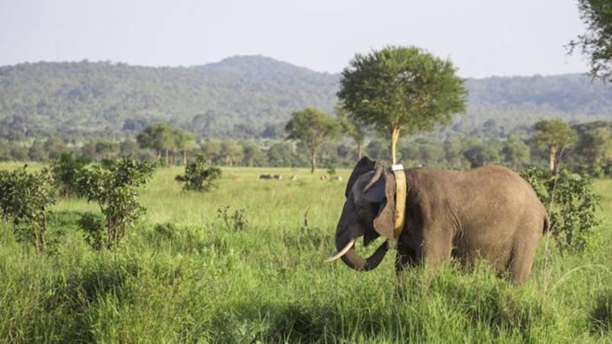Colocan collares GPS para proteger a los elefantes amenazados de Tanzania