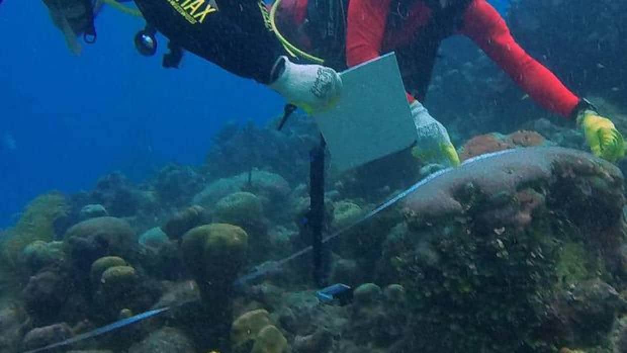 Peligra el Triángulo de Coral, el lugar más biodiverso del planeta