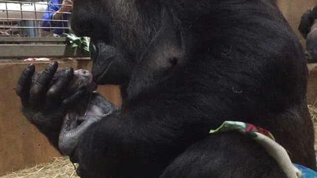 El precioso momento en el que una gorila abraza y besa a su cría recién nacida