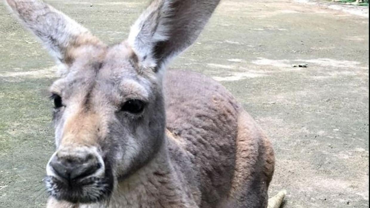 Un canguro muere en un zoo después de que varios visitantes le tirasen piedras para que saltara