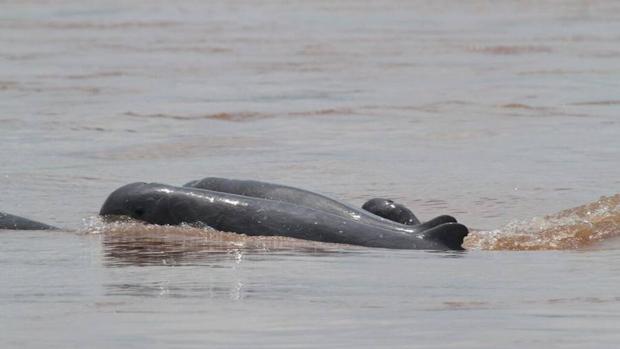 El críticamente amenazado delfín de río aumenta su población por primera vez en 20 años