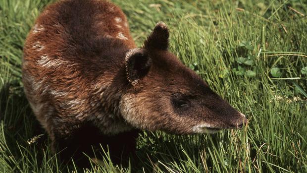 El resurgir del tapir andino, de especie olvidada a protagonista de una moneda