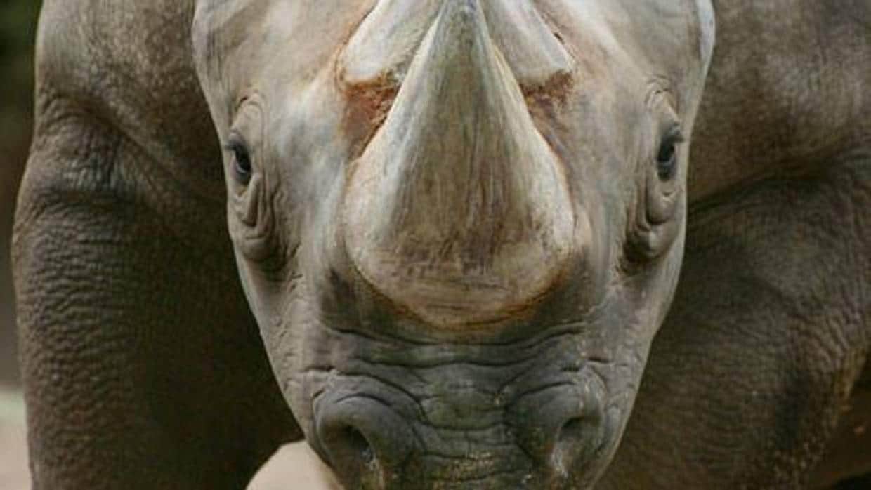 Matan a tres rinocerontes negros en peligro de extinción en Kenia