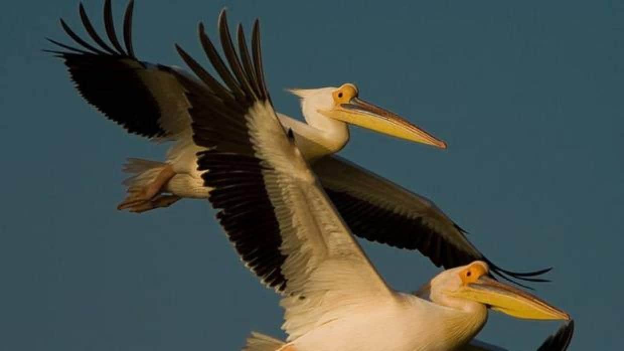 Día Mundial de las Aves Migratorias: combatir el envenenamiento por plomo
