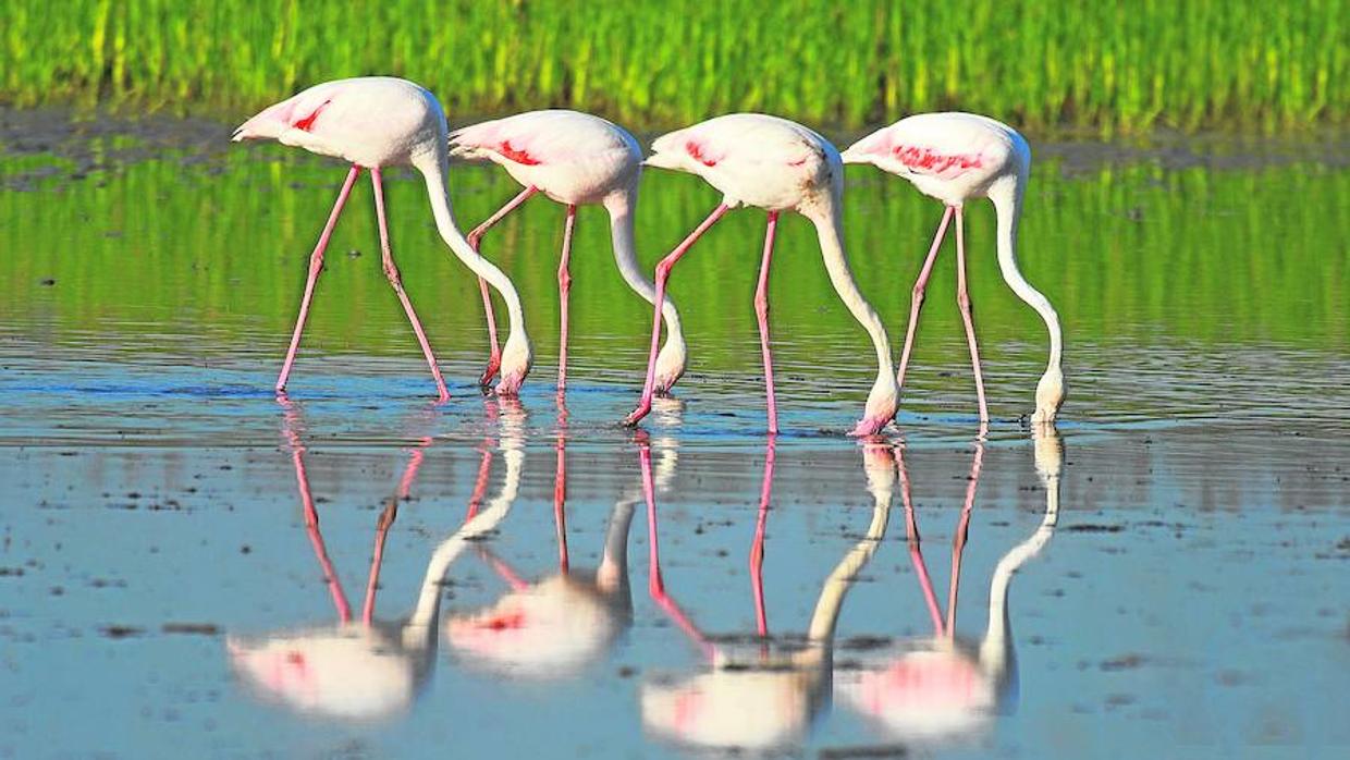 Flamencos en Doñana