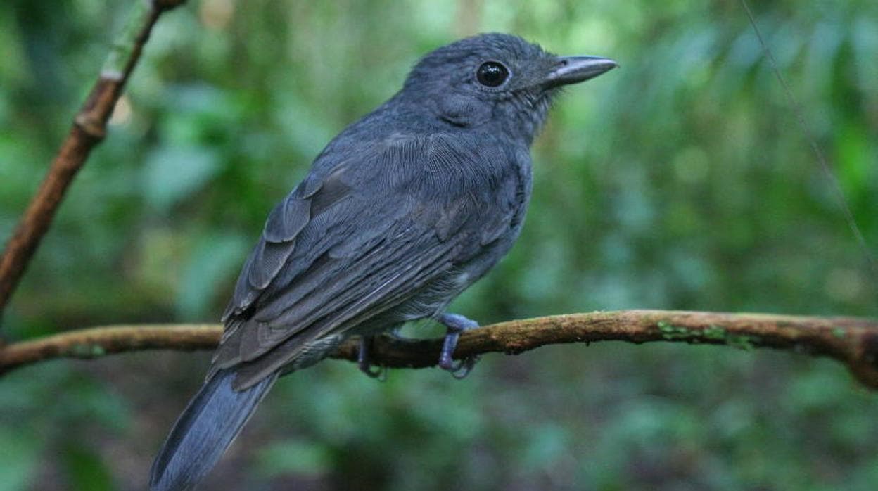 ¿Por qué existen bandadas mixtas de aves en el Amazonas?