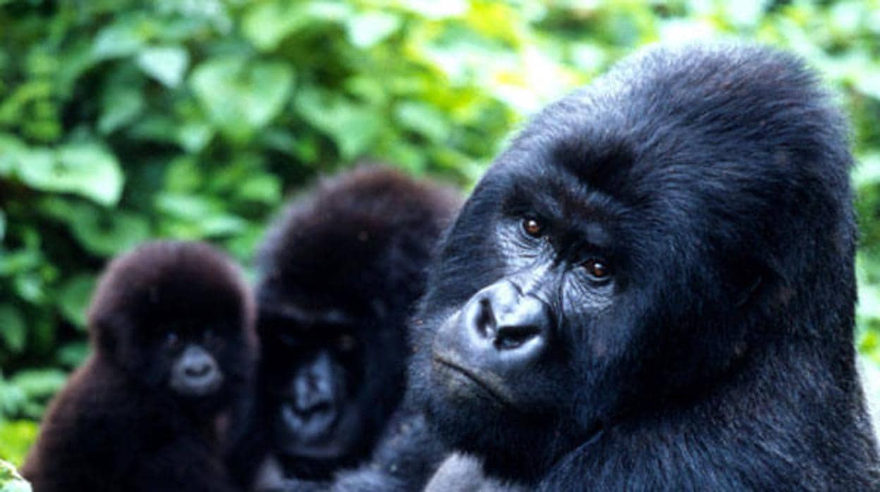 El número de gorilas de montaña supera los 1.000 ejemplares