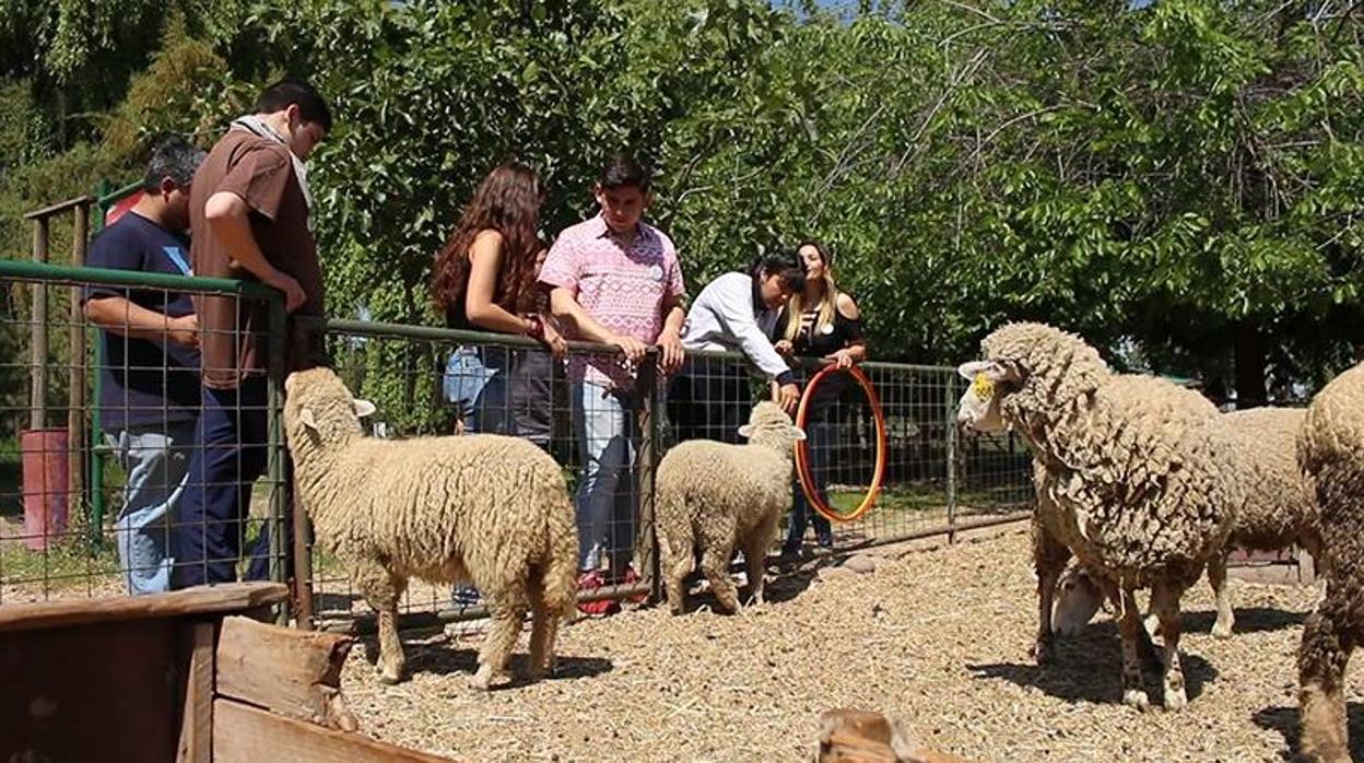 Ovejoterapia: perros y caballos no son los únicos aptos para ayudar a personas con discapacidad