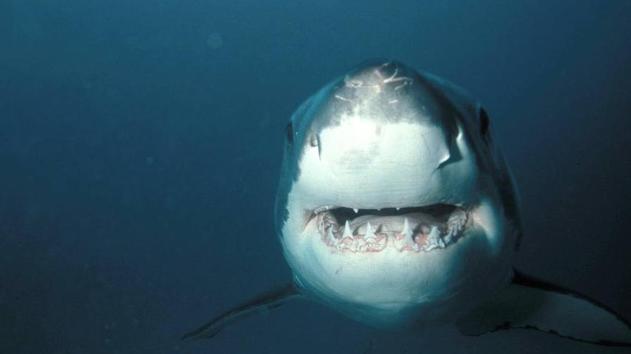 El ecoturismo altera el comportamiento de los tiburones blancos