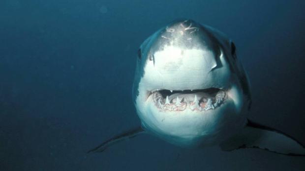 El ecoturismo altera el comportamiento de los tiburones blancos