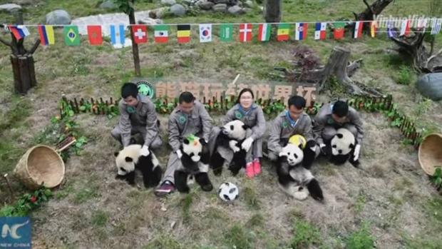 Vídeo: Los osos panda celebran su propio mundial de fútbol