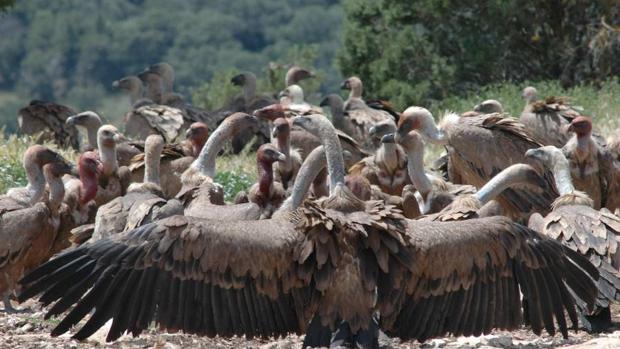 Carroñeros: gran diversidad de especies y funciones ecológicas