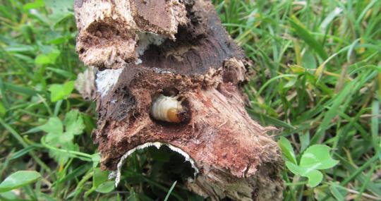 Larva de ciervo volante