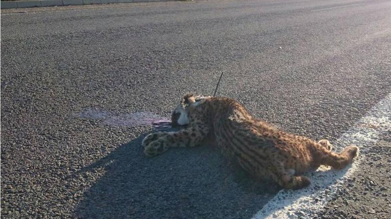 Lince ibérico: 128 ejemplares han muerto atropellados en la península desde 2002