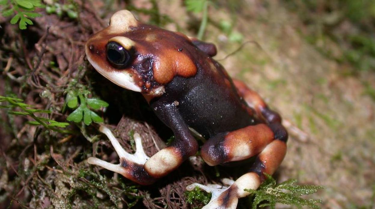 Nueva actualización de la Lista Roja de la Unión Internacional para la Conservación de la Naturaleza