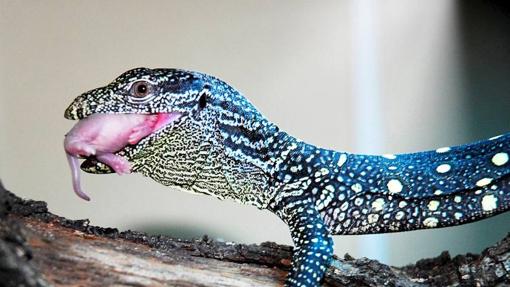 Un ejemplar de varano del Zoo de Madrid