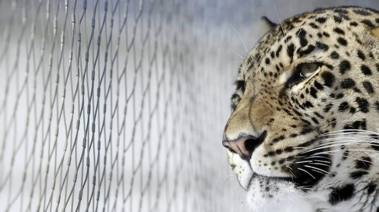 Los cazadores furtivos ahora usan veneno para matar leopardos en India