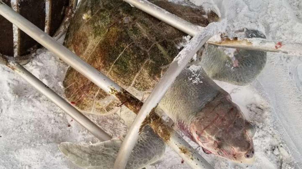 Una tortuga en peligro crítico de extinción muere tras quedar atrapada en un taburete tirado al mar