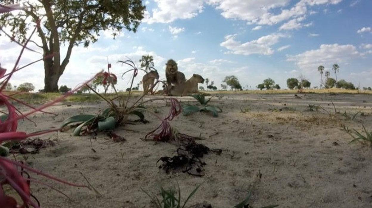 Crean el atlas de mamíferos más completo hasta el momento