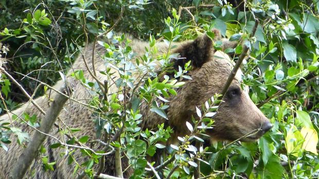 Zaragoza pide perdón a su osa Nicolasa y al resto de habitantes de su minizoo