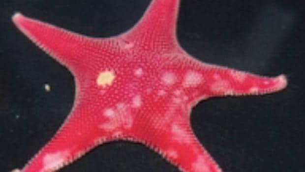 Describen la primera enfermedad que afecta a una estrella de mar antártica