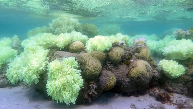 Los corales toleran mejor el calentamiento que hace medio siglo