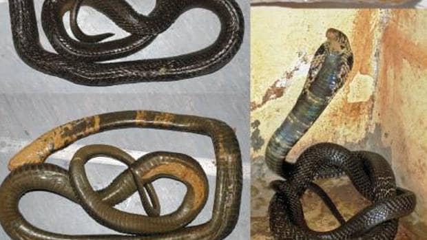 La temida cobra gigante africana son en realidad cinco especies