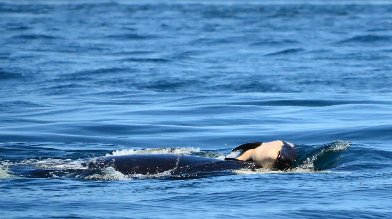 La orca llamada J35, o Tahlequah, arrastrando a su cría muerta el séptimo día