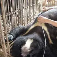 Extracción de bilis a un oso