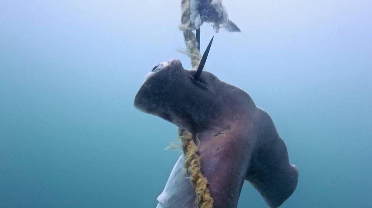 El, literalmente, desgrarrador coste que está teniendo el control de tiburones en la Gran Barrera de Coral