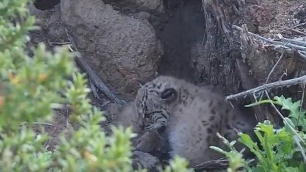 Lince ibérico: 72 cachorros han nacido este año en el medio silvestre andaluz