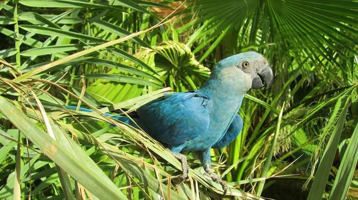 El guacamayo de Spix encabeza la lista de aves que se han extinguido  durante la última década