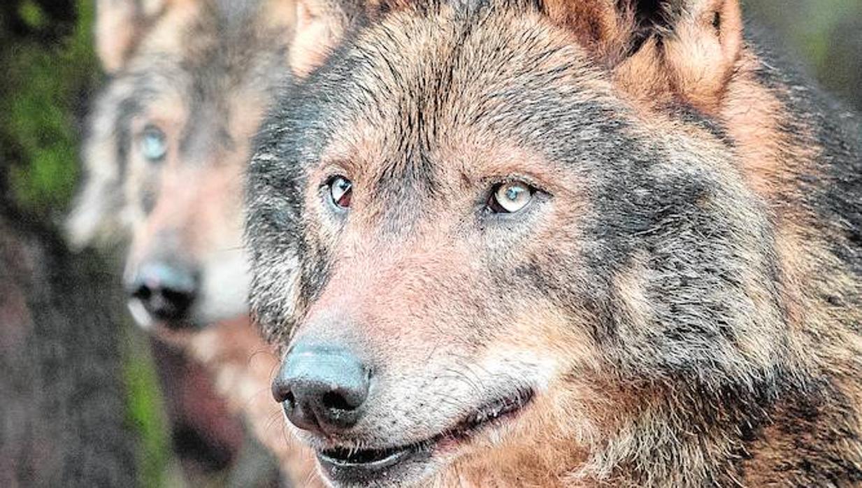 Hablando con lobos